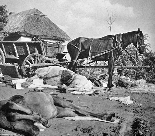 Жизнь лошадей на войне была не долгой