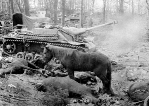 Лошади после боя. Кенигсберг 1945г