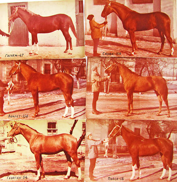 Международный конный аукцион